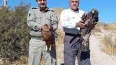 عملیات رهاسازی ۲ بهله عقاب طلایی در مراغه توسط محیط بانان