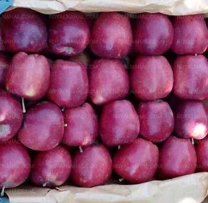 سیب مراغه
