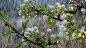 بارش باران بر روی شکوفه های بهاری