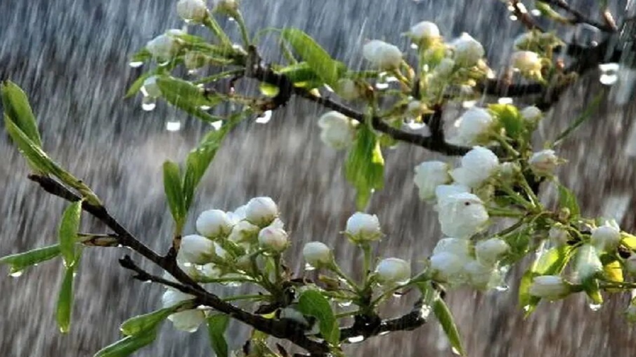 بارش باران بر روی شکوفه های بهاری