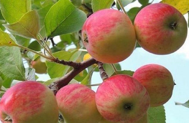 سیب مراغه