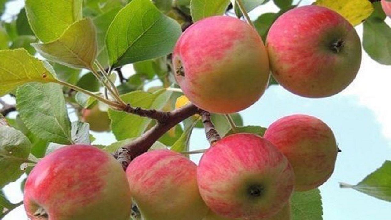 سیب مراغه