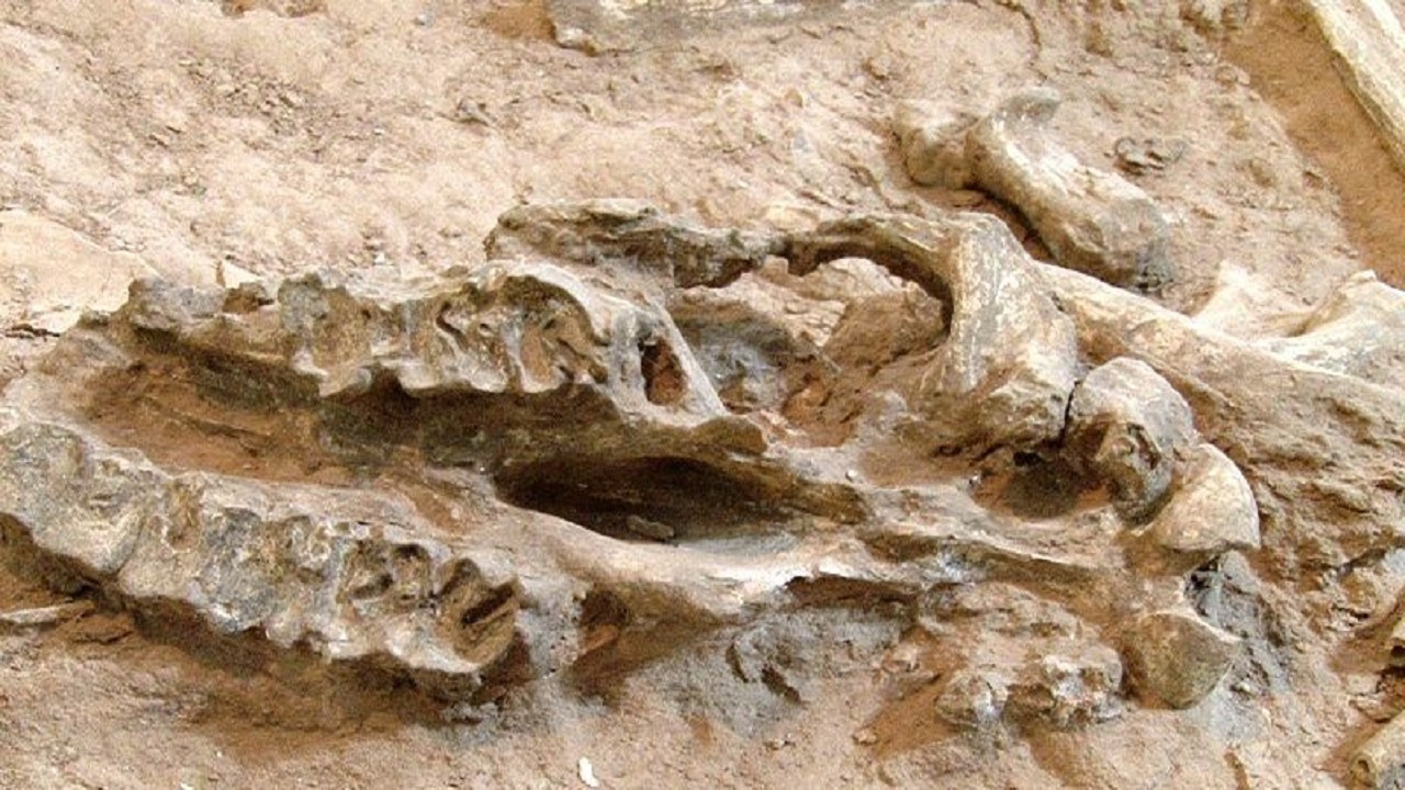 فسیل های مراغه